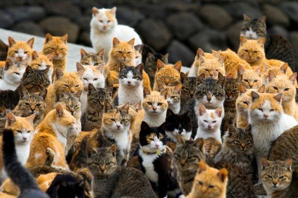 Aoshima, la isla de los gatos de Japón