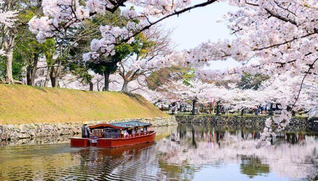 Los cerezos florecen en Japón: la maravilla del hanami que da esperanza