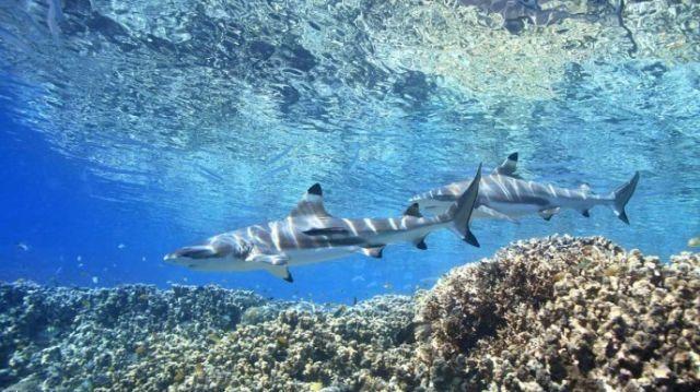 En Australia es el momento del SharkFest: Adelaida 'invadida' por tiburones