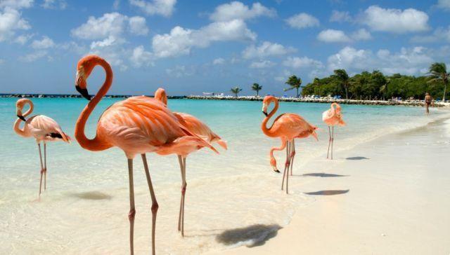 En Aruba, en la playa habitada por flamencos rosados