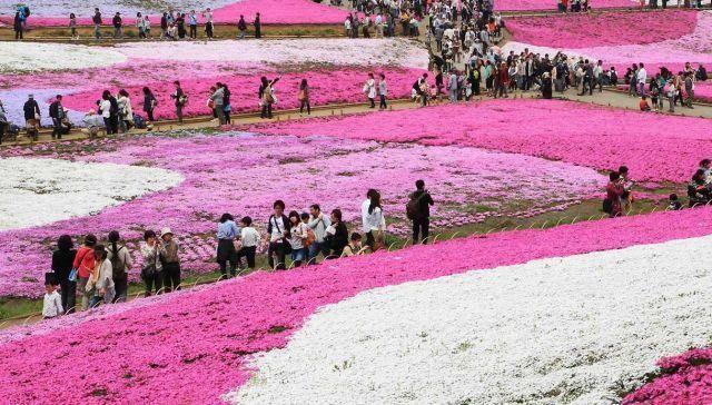 Japón, una alfombra de 800 mil flores rosas a la sombra del monte Fuji